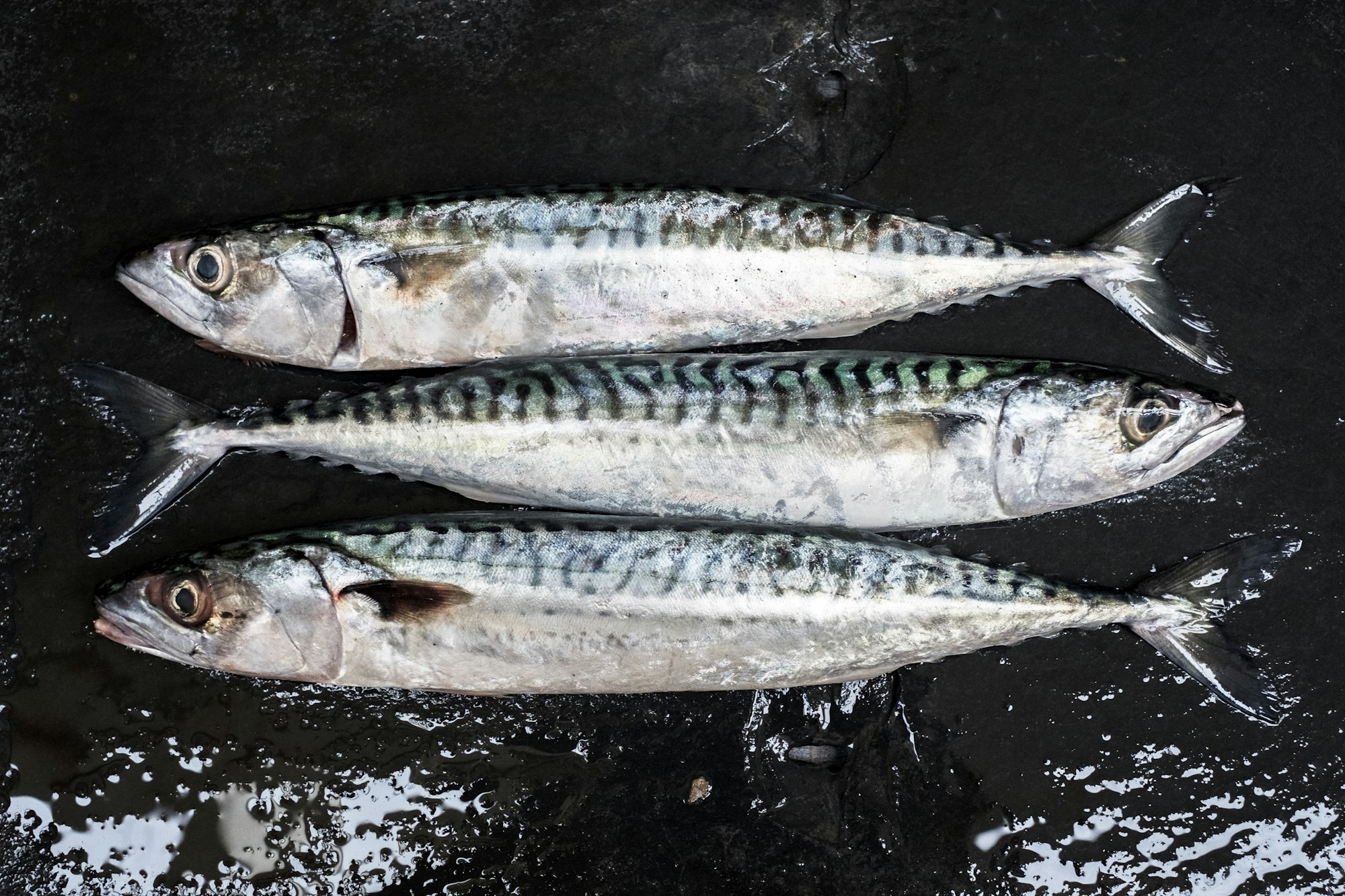 High angle close up of three fresh mackerel fish.